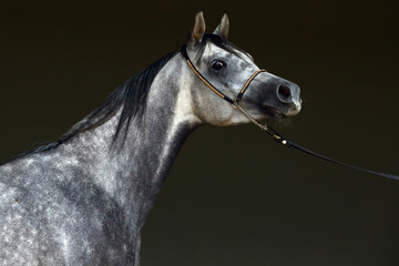 Fototapeta na wymiar Arabian horse dapple gray mare portrait against dark background