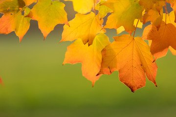 Colored autumn background with maple leaves, close-up