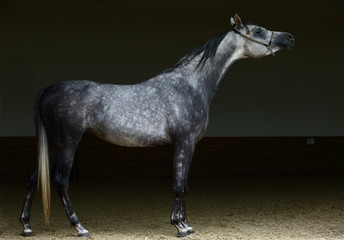 Arabian horse dapple gray mare portrait against  dark background