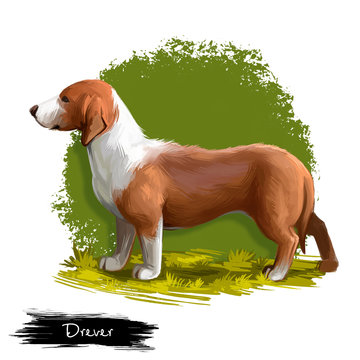 Drever, Swedish Dachsbracke dog digital art illustration isolated on white background. Sweden origin hunting scenthound dog. Cute pet hand drawn portrait. Graphic clip art design for web, print.