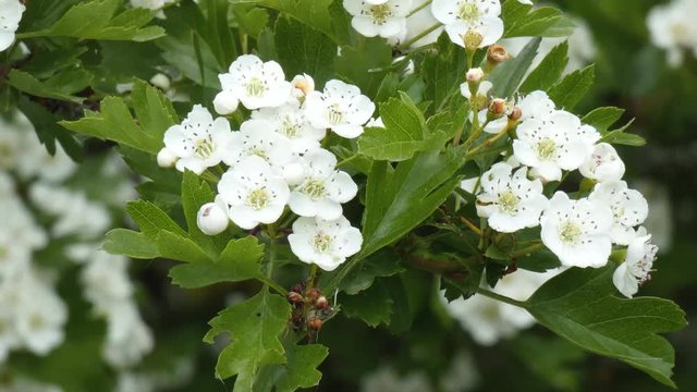 common hawthorn (Crateagus monogyna) in flower 4k