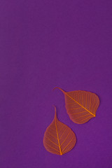 Orange skeleton leaves at purple backgound. Autumn fall template.