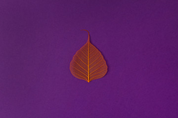Orange skeleton leaf at purple backgound. Autumn fall template.