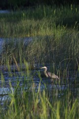 Great Blue Heron fishing in the sea grass of the Connecticut River 