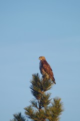 Hawk in a tree at Salisbury Beach State Park New Hampshire on a Spring 
