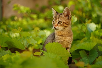 Naklejka na ściany i meble Tabby kitten sitting in green grape foliage, young cute cat portrait outdoors