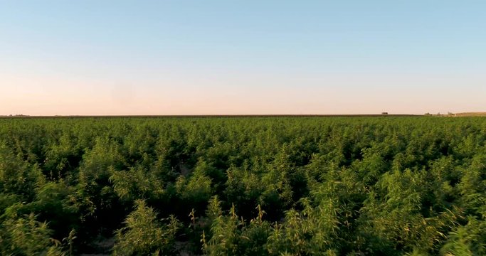 Hemp field with large plants