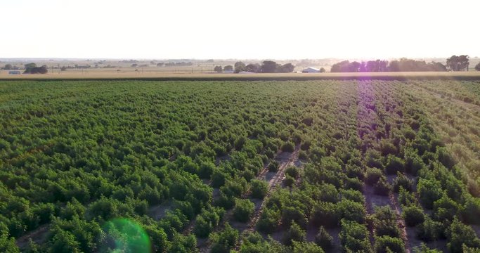 Hemp field during sunset take by drone in 4k.