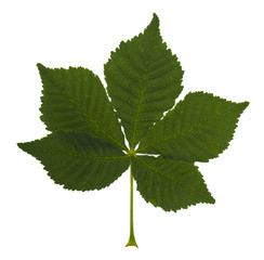 Green leaf chestnut isolated on white background