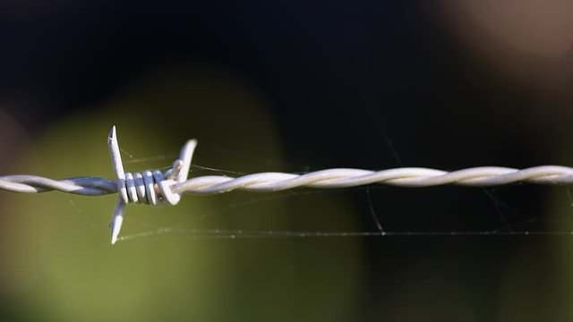 Barbed wire fence macro shot with spider web and bokeh