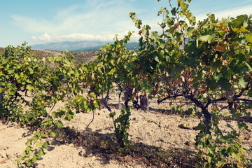 Fototapeta na wymiar Vines in vineyard with amber clusters. Selective focus