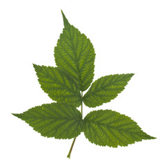 Green raspberry leaves isolated on white background