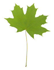 Green maple leaves isolated on white background