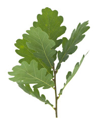 Green oak leaves isolated on white background