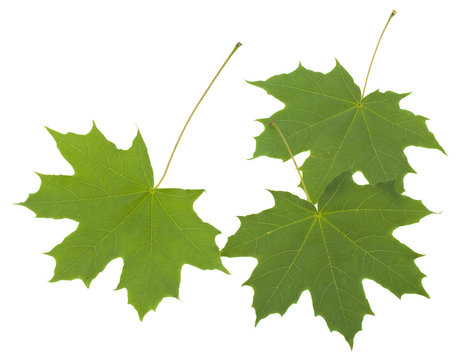 Green maple leaves isolated on white background