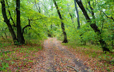 pathway in forest