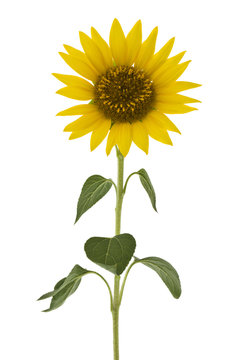 Closeup of a blooming sunflower isolated on white background