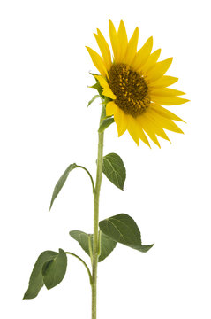 Closeup of a blooming sunflower isolated on white background