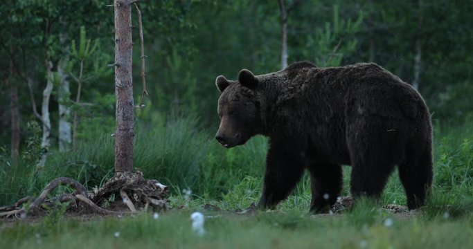 Brown bear walking around lake in the morning light. Dangerous animal in nature forest and meadow habitat. Wildlife scene from Finland near Russian border. Bear with carcass.
