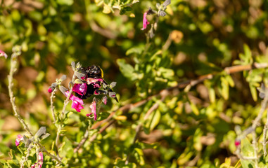 A bumblebee on a flower in the garden