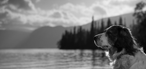 Black and white photo of the dog's head on a blurred background of the lake, mountains and sky.