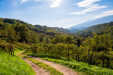 Vineyards in Valdobbiadene