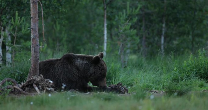 Brown bear walking around lake in the morning light. Dangerous animal in nature forest and meadow habitat. Wildlife scene from Finland near Russian border. Bear with carcass.