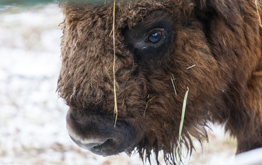 Portrait of Large brown wisent or european brown bison with big horn and brown eyes in the winter forest. © Natalia