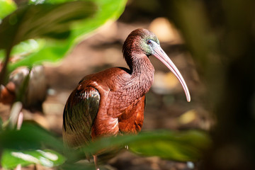 Australian Glossy Ibis out in nature during the day.