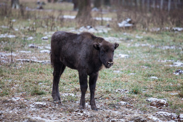 Calf of Large brown wisent or european brown bison with big horn and brown eyes in the winter forest. © Natalia
