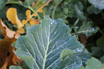Raindrops on leaf