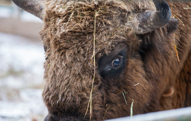 Portrait of Large brown wisent or european brown bison with big horn and brown eyes in the winter forest. © Natalia