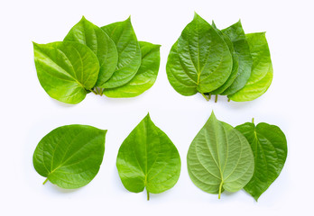 Green betel leaves, Fresh piper betle on white. - obrazy, fototapety, plakaty