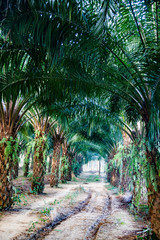 row of palm trees plantation