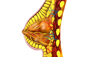 Cross section of women breast. 3d render