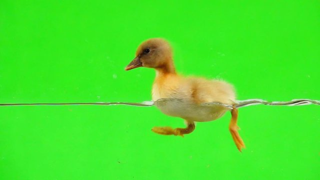 Yellow duckling floating on the water on a green screen. Slow motion.
