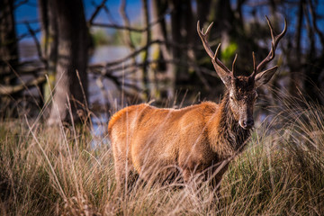 Ciervo pastando en el prado 
