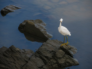 Elegant heron standing on rocks on blue water coast