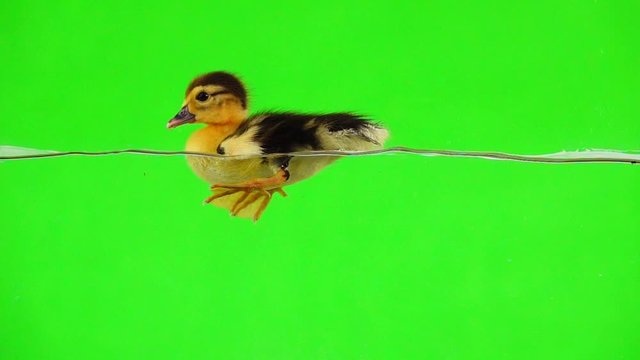 Slow motion ducklings floating on the water on a green screen.