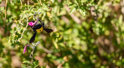 A bumblebee on a flower in the garden