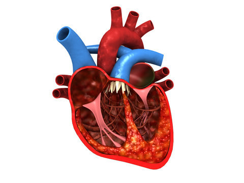 Human heart anatomy. 3d render