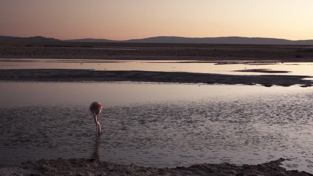 Sunset falling and flamingo feeding over lake