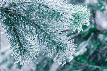 Pine branches covered with ice. Freezing rain. Close-up.