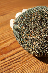 Dry sunflower with black seeds top view on a brown wooden background