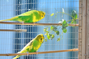 2 budgies and eucalyptus leaves
