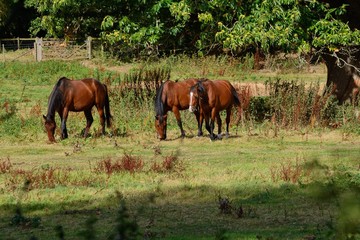 3 bay horses grazing in an English field