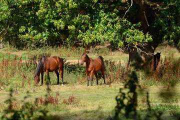 2 bay horses grazing in an English field