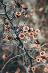 Dried leaves on branch