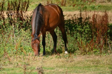 Handsome bay horse grazing in English field