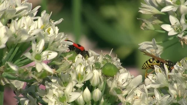 Wespe und Bienenkäfer auf den weißen Blüten des Schnittknoblauchs